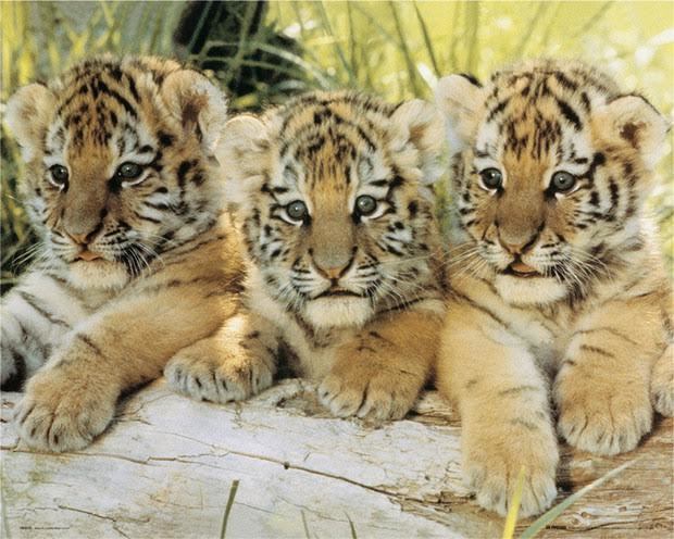 The Cub Corner